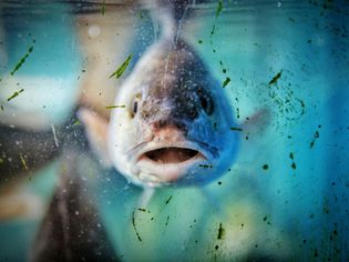 Close-Up Of Fish In Dirty Tank