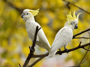 Cockatoo Pair With Crest Raised