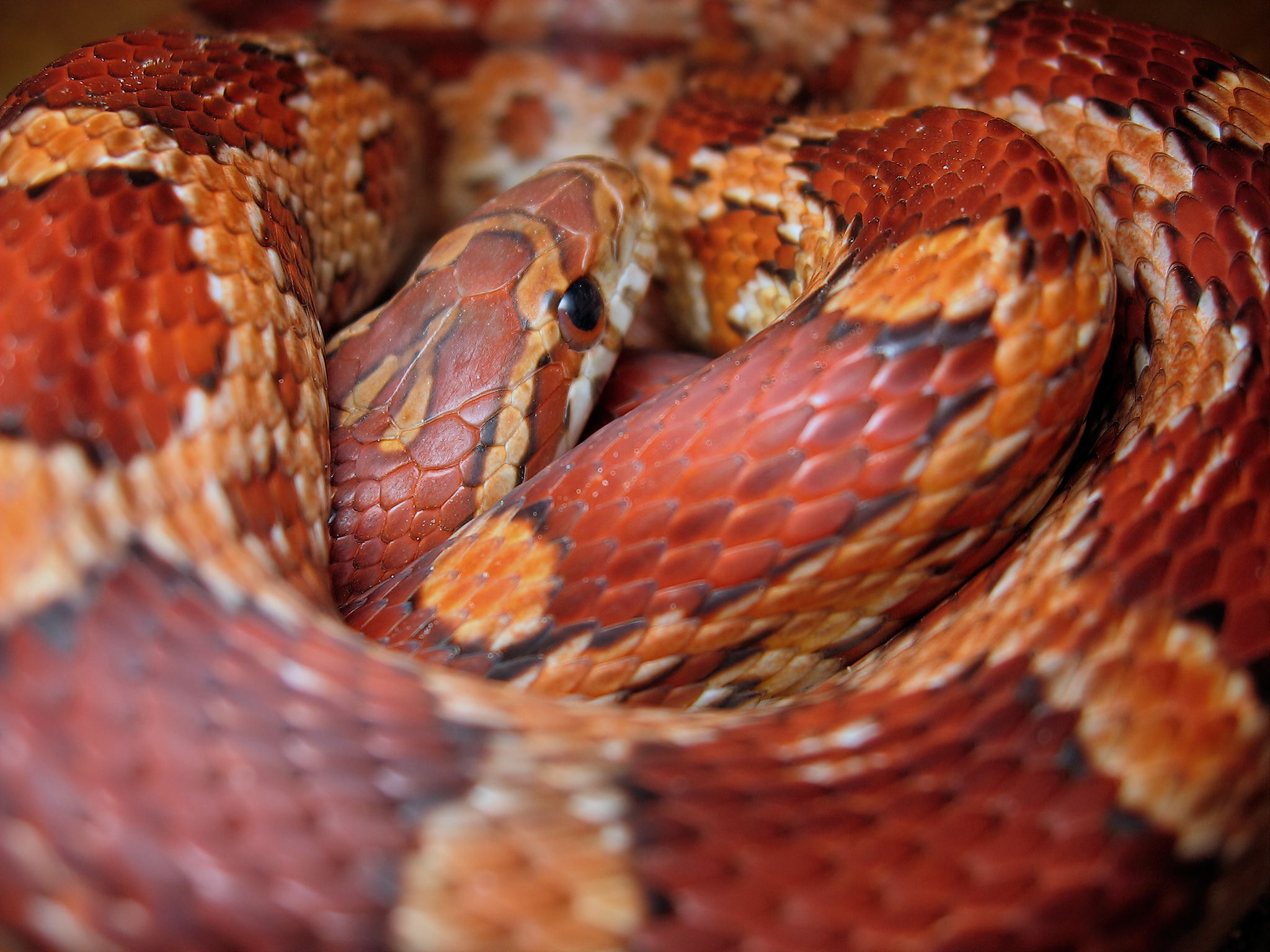 Coiled corn snake