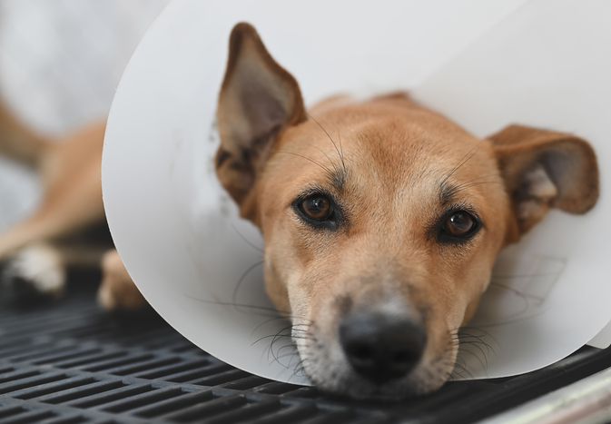 brown dog with black nose lays down while wearing cone