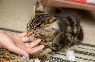 Brown and tan striped kitten biting owner's fingers