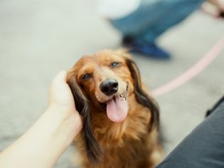 Places Where Dogs Like to Be Pet