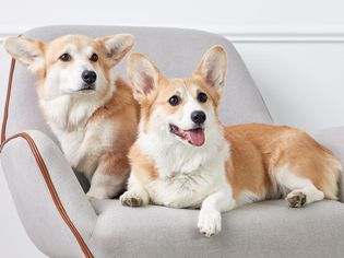 Two Pembroke Welsh corgis