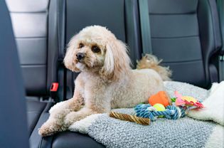 Small dog sitting in backseat of car with blanket and toys
