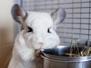 Cute chinchilla of white color is sitting in its house near to bowl with hay.