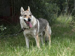 Czechoslovakian wolf dog attached to a chain