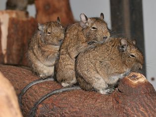 Three degus sitting on a tree stump.
