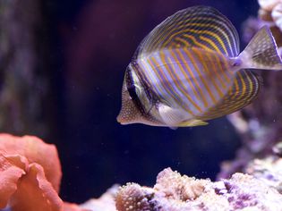 tang fish in aquarium
