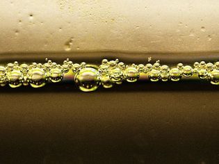 Dirty Aquarium Water