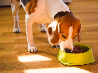Canned food for dogs