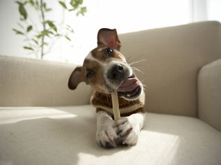 a cute puppy chewing on a toy