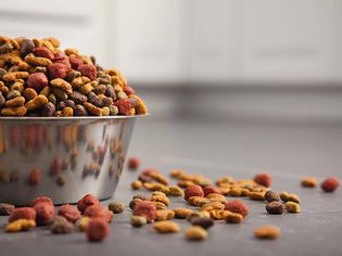 Bowl of dog food