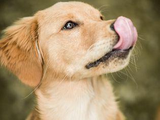 Dog licking lips