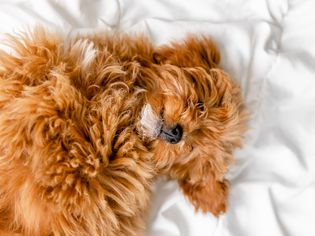 Light brown fluffy dog curled on bed while sleeping