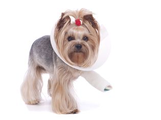 Dog with a Broken Leg