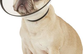Dog in Dogswell Cone