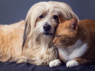 Dog and cat lying together