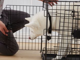 Amazon Basics Dog Crate