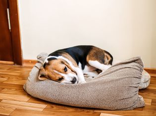 Beagle lying on his side in dog bed