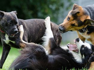 Dog in a submissive position whilst playing
