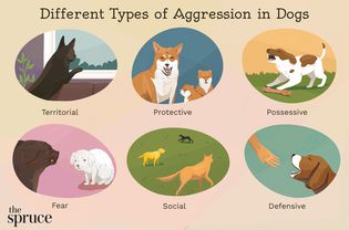Different Types of Aggression in Dogs