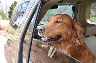Golden retriever dog looking out of car window