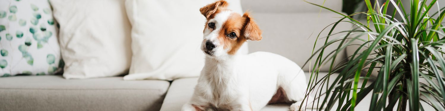 brown and white dog sitting on couch next to plant