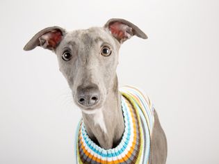 dog wearing a sweater