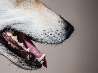 Dog Teeth