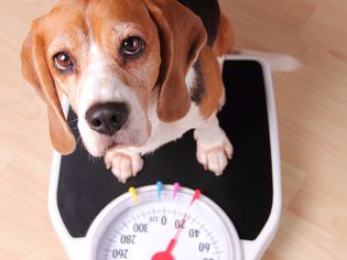 Beagle on a Bath Scale