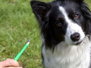 Dog and a tick