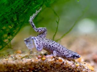 Purple dwarf clawed frog swimming in tank