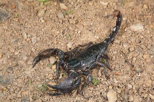 Emperor scorpion