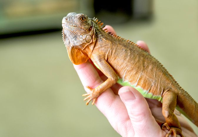 Hand holding an iguana