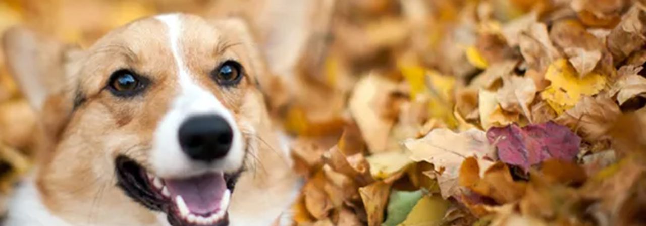 corgi