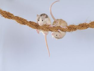 Fancy Rats, husky and cream coloured, climbing on a rope