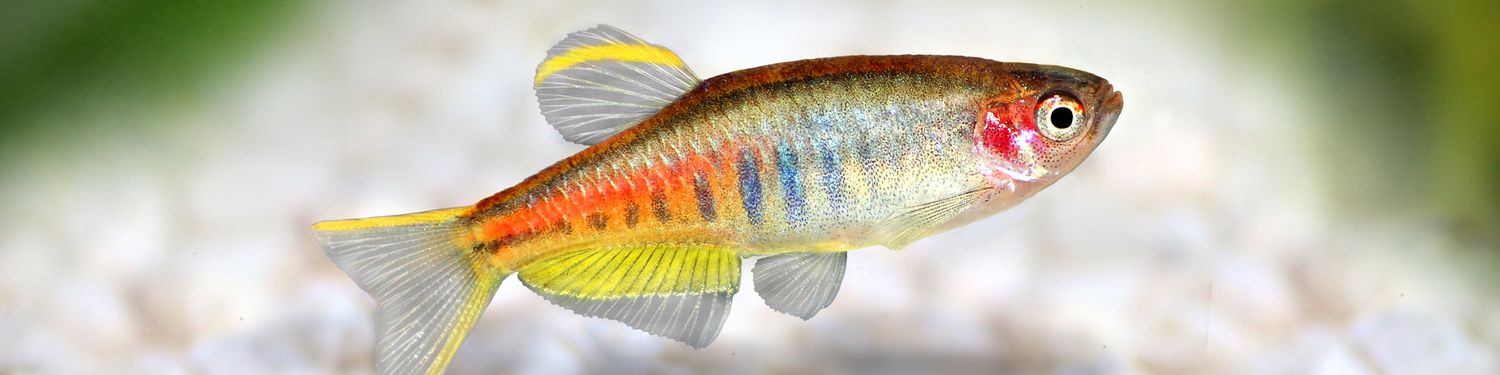 multicolored fish swimming in tank