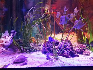 Fish Swimming In Aquarium