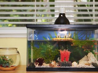 Fishbowl and an aquarium on a sideboard