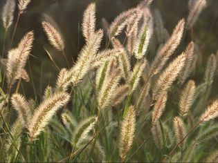 Foxtail Sunset