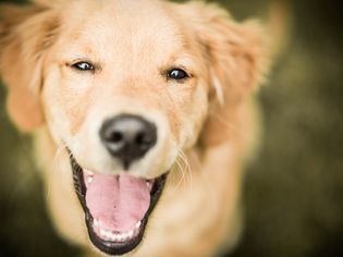 anise catnip for dogs aniseed