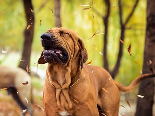 Funny face wrinkled Fila Brasileiro making face