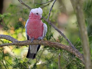 Galah -Eolophus roseicapillus-, adult, on perch, Wilsons Promontory National Park, Victoria, Australia