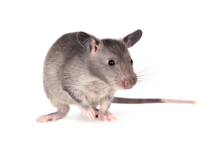 Gambian pouched rat, 3 month old, on white