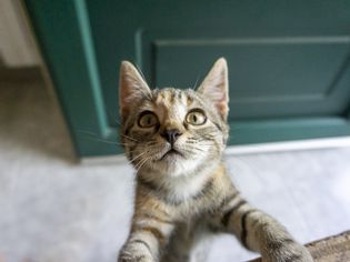 gatto salta