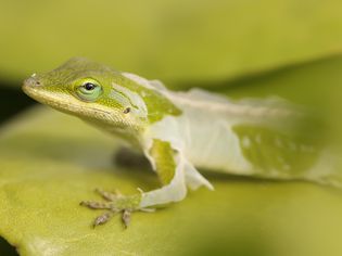 Gecko shedding skin