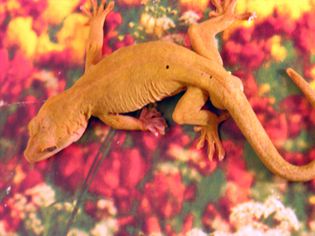 Gekko ulikovskii