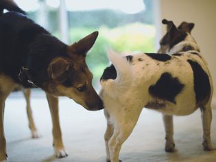 dog sniffing butt of other dog