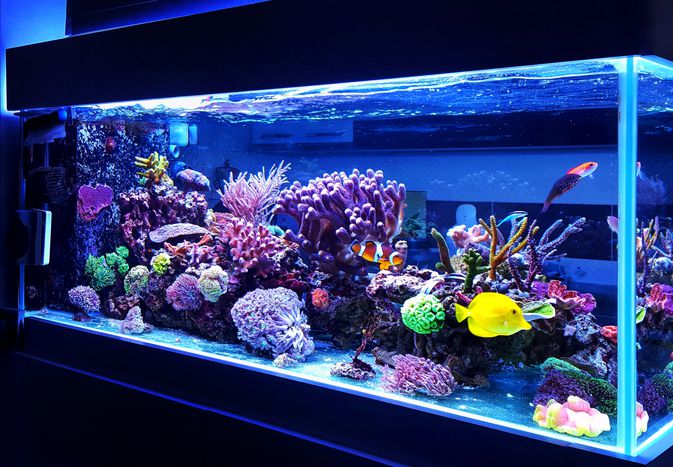 Coral tank with no substrate for undergravel filter