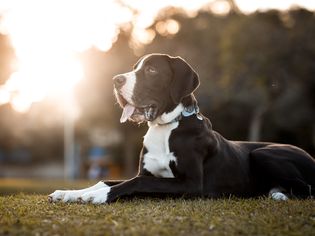 great dane hanging out